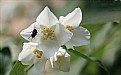 Picture Title - A fly on flower