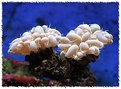 Picture Title - Bubble Coral