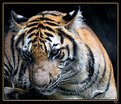 Picture Title - Big cat