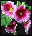 Picture Title - Hollyhock