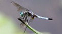 Picture Title - Dragonfly