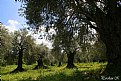 Picture Title - old olive trees 