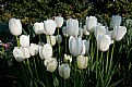 Picture Title - Field of White Flowers