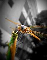 Picture Title - The Dragonfly..