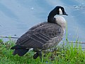 Picture Title - wild goose