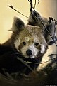Picture Title - Red Panda (Lat. Ailurus fulgens). IUCN Red List of Threatened Animals.