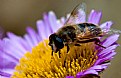 Picture Title - Dinner of a Bee