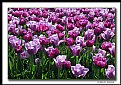 Picture Title - Springtime Tulips (d5541)