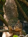 Picture Title - squirrel