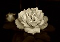 Picture Title - Sepia Rose