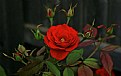 Picture Title - Red Rose