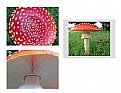 Picture Title - Fungus