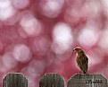 Picture Title - Cherry blossom and the red headed finch