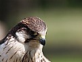 Picture Title - Falco peregrinus