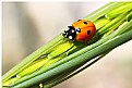 Picture Title - Colorful ladybug