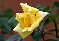 Picture Title - Yellow Rose