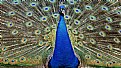 Picture Title - Peacock