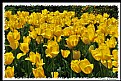 Picture Title - Tulips (d5549)