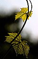 Picture Title - Leaves in the storm