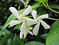 Picture Title - jasmin