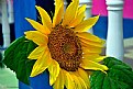 Picture Title - The Sun Flower