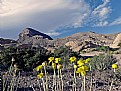 Picture Title - Desert Flowers