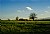 Dog, tree and prairie