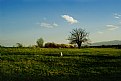 Picture Title - Dog, tree and prairie