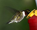 Picture Title - Feeding hummer