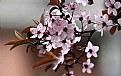 Picture Title - Prunum flower