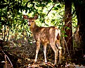 Picture Title - Deer in the woods