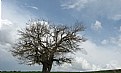 Picture Title - tree & clouds