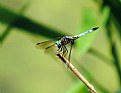 Picture Title - Dragonfly