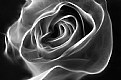 Picture Title - rose