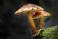 Picture Title - Fungi