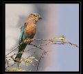 Picture Title - Indian Roller