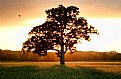 Picture Title - Mighty Oak