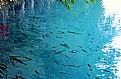 Picture Title - Fishes & Reflections