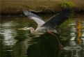 Picture Title - Water walking