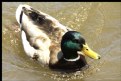 Picture Title - MALLARD DUCK