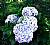 Wild  Hortensias