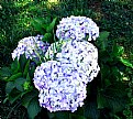 Picture Title - Wild  Hortensias