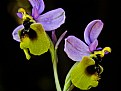 Picture Title - Early June Orchids