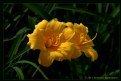 Picture Title - Hemerocallis