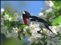 Picture Title - Rose Breasted Grosbeak (M)