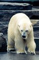 Picture Title - Polar Bear