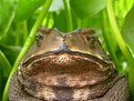 Picture Title - JABBA THE TOAD