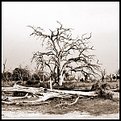 Picture Title - Where Trees Go To Die