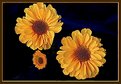 Picture Title - Three Chrysanthemums