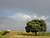 Dolmen and tree